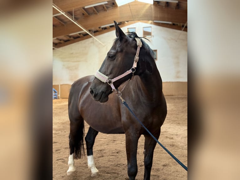 Sächsisches Warmblut Stute 10 Jahre 169 cm Rappe in Leinburg