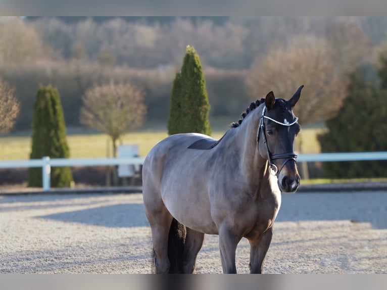 Sächsisches Warmblut Stute 12 Jahre 165 cm Schwarzbrauner in Schw&#xE4;bisch Hall