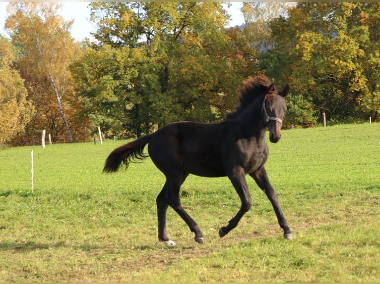 Sächsisches Warmblut Stute 1 Jahr 160 cm Rappe in Bad Schandau