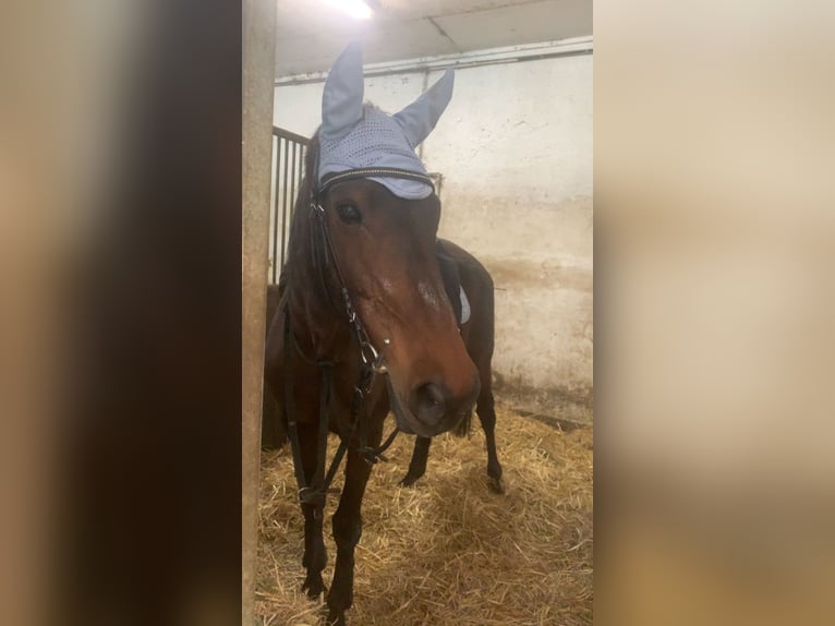 Sächsisches Warmblut Stute 25 Jahre 165 cm Brauner in Halle