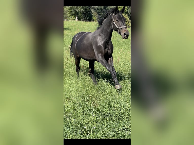 Sächsisches Warmblut Stute 2 Jahre 161 cm Schwarzbrauner in Coswig