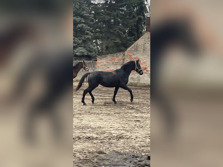 Sächsisches Warmblut Stute 2 Jahre 161 cm Schwarzbrauner in Coswig