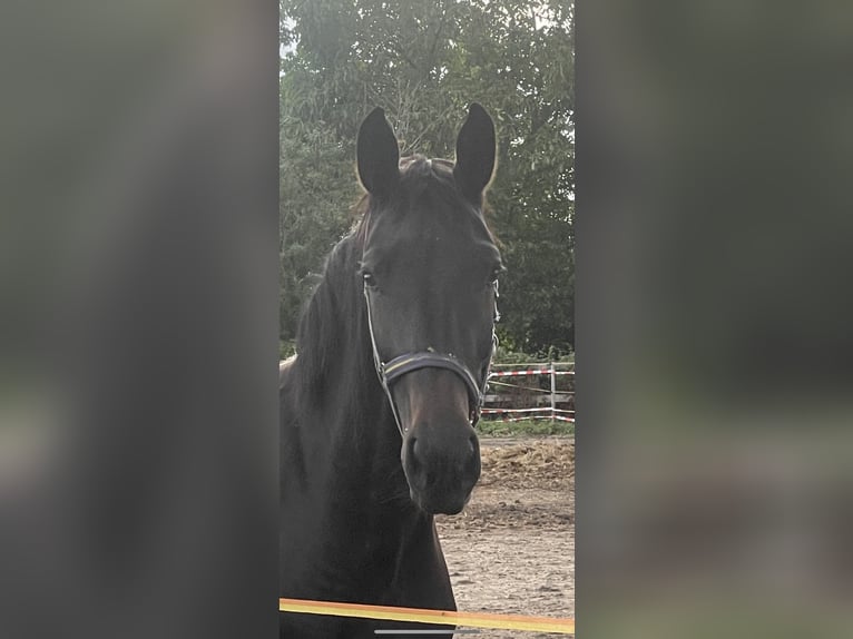 Sächsisches Warmblut Stute 2 Jahre 161 cm Schwarzbrauner in Coswig