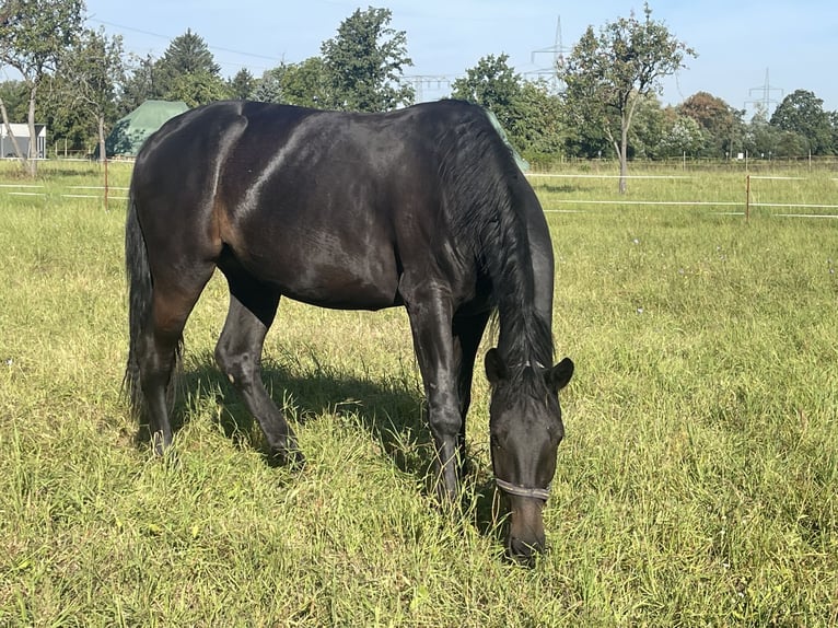 Sächsisches Warmblut Stute 2 Jahre 161 cm Schwarzbrauner in Coswig