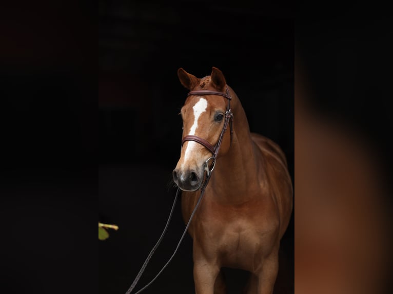 Sächsisches Warmblut Stute 5 Jahre 160 cm Fuchs in Lastrup