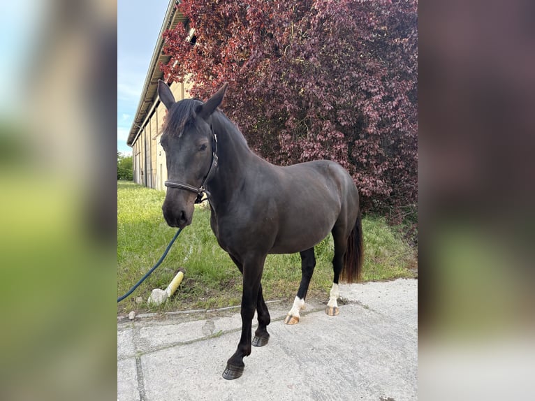 Sächsisches Warmblut Stute 5 Jahre 163 cm Rappe in Schwanebeck
