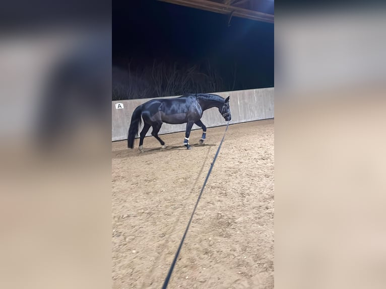 Sächsisches Warmblut Stute 7 Jahre 165 cm Rappe in Dreieich