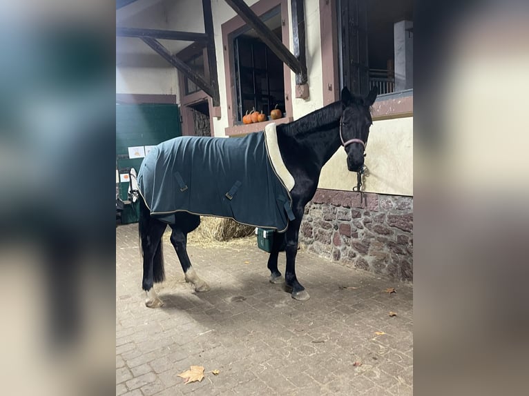Sächsisches Warmblut Stute 7 Jahre 165 cm Rappe in Dreieich