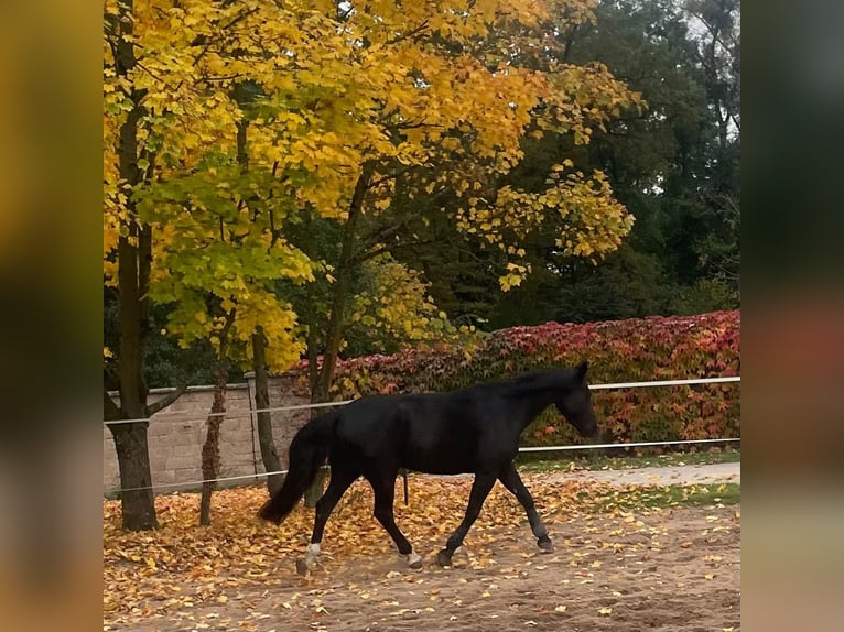 Sächsisches Warmblut Stute 7 Jahre 165 cm Rappe in Dreieich