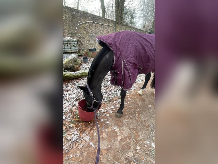 Sächsisches Warmblut Stute 7 Jahre 165 cm Rappe in Dreieich