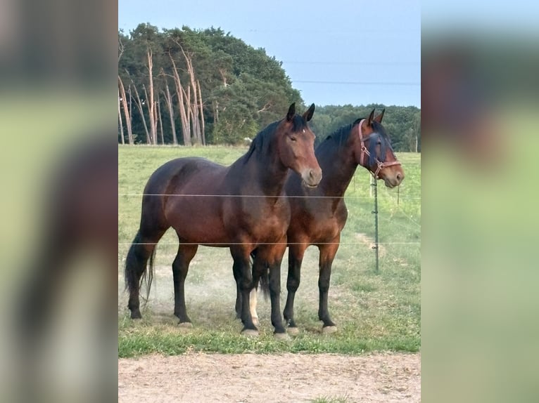 Sächsisches Warmblut Stute 8 Jahre 170 cm  in Schwanebeck
