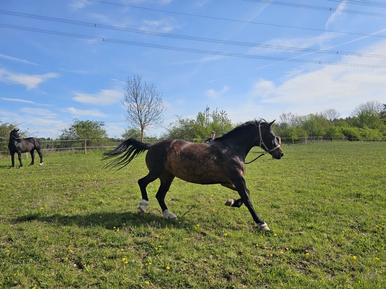Sächsisches Warmblut Stute 9 Jahre 165 cm Rappe in Weimar