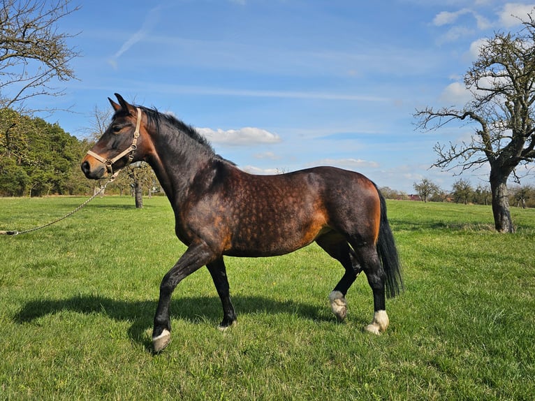 Sächsisches Warmblut Stute 9 Jahre 165 cm Rappe in Weimar