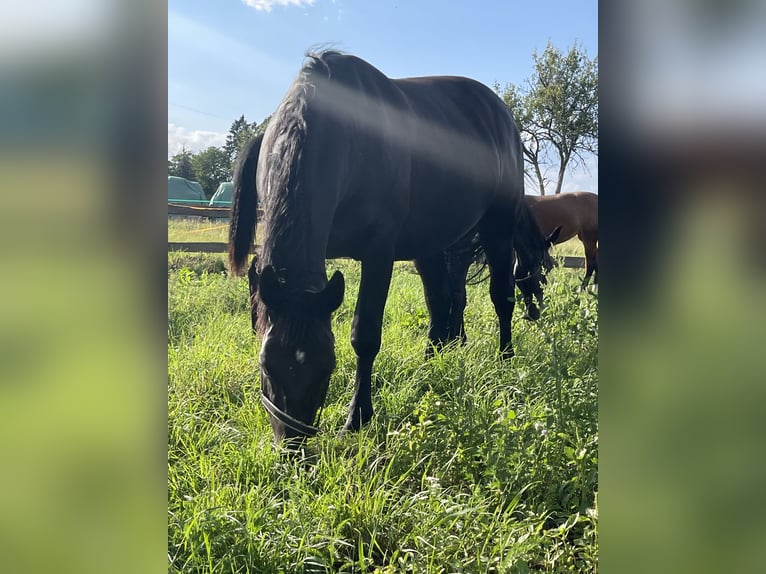 Sächsisches Warmblut Stute 9 Jahre 165 cm Schwarzbrauner in Coswig