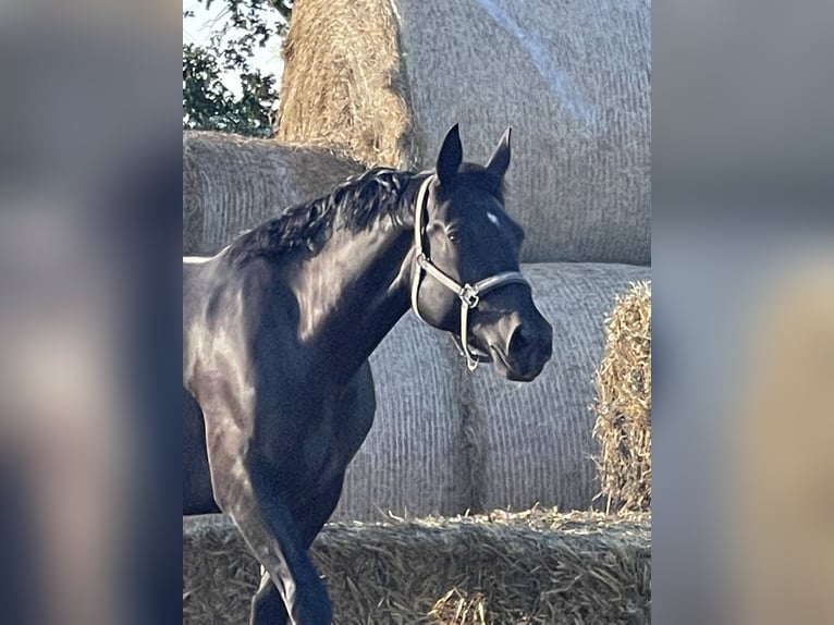 Sächsisches Warmblut Stute 9 Jahre 165 cm Schwarzbrauner in Coswig