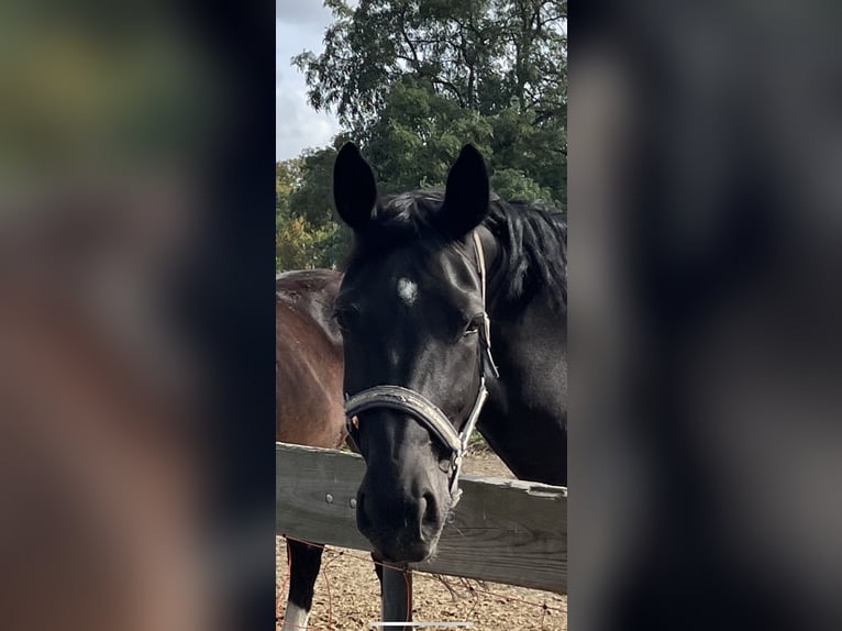 Sächsisches Warmblut Stute 9 Jahre 165 cm Schwarzbrauner in Coswig