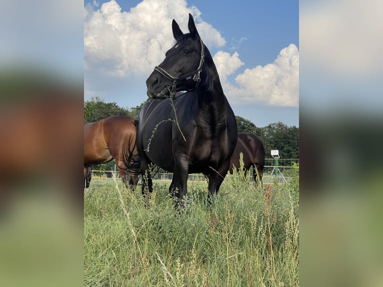 Sächsisches Warmblut Stute 9 Jahre 165 cm Schwarzbrauner in Coswig