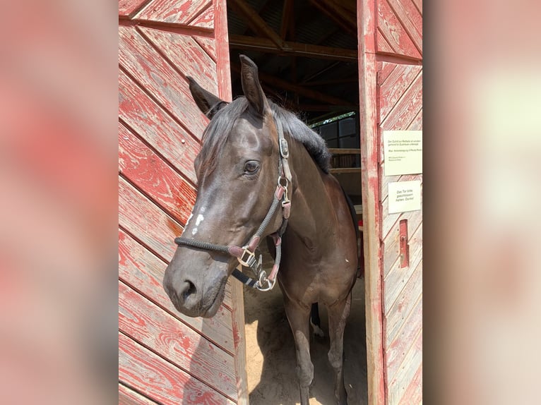 Sächsisches Warmblut Stute 9 Jahre 168 cm Rappe in GlaubitzNünchritz