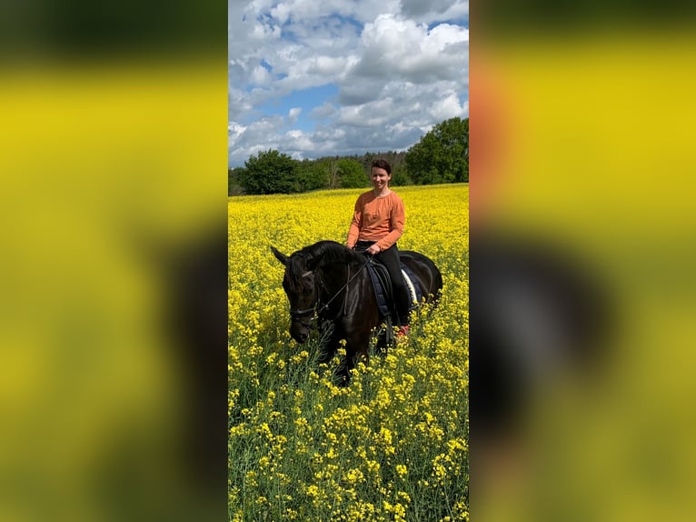 Sächsisches Warmblut Stute 9 Jahre 168 cm Rappe in GlaubitzNünchritz