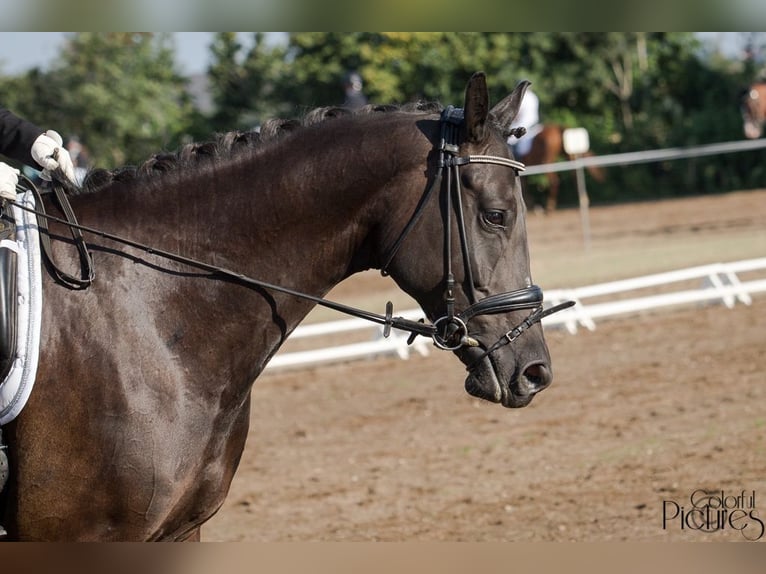 Sächsisches Warmblut Stute 9 Jahre 168 cm Rappe in GlaubitzNünchritz