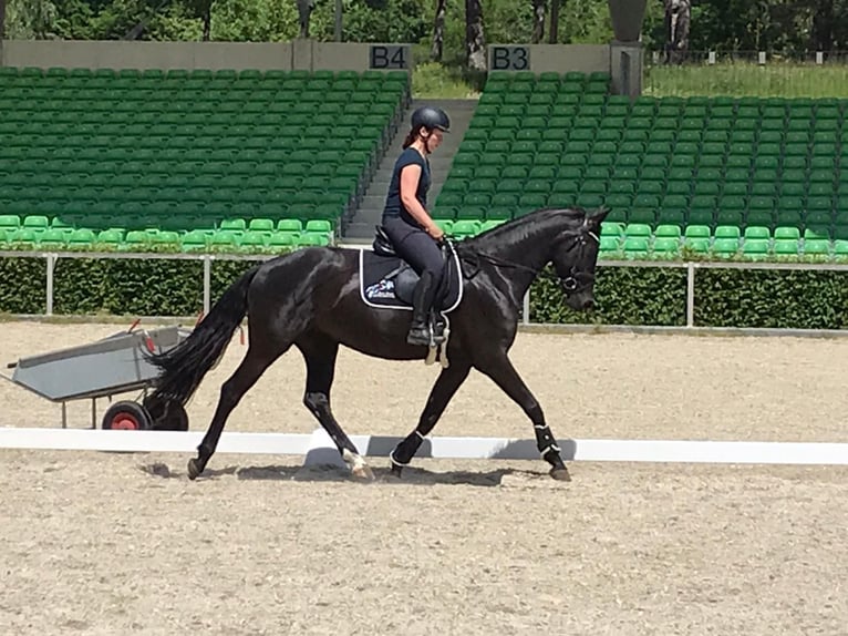 Sächsisches Warmblut Stute 9 Jahre 168 cm Rappe in GlaubitzNünchritz