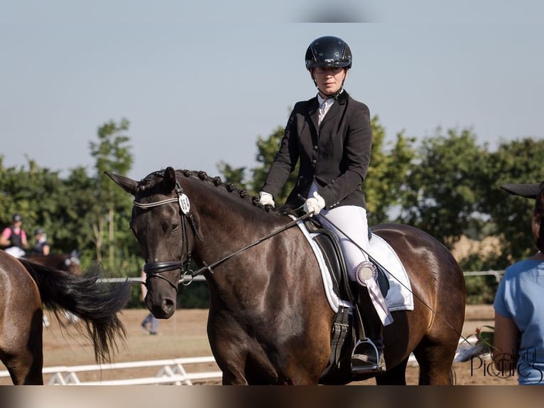 Sächsisches Warmblut Stute 9 Jahre 168 cm Rappe in GlaubitzNünchritz