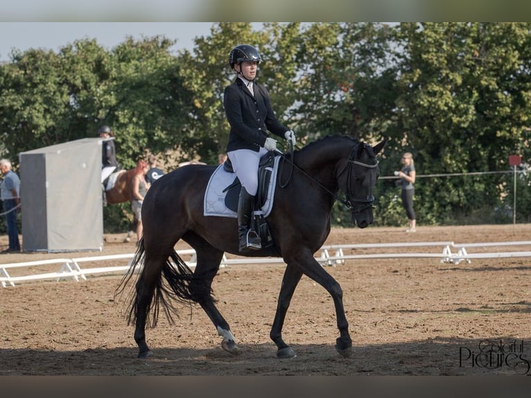 Sächsisches Warmblut Stute 9 Jahre 168 cm Rappe in GlaubitzNünchritz