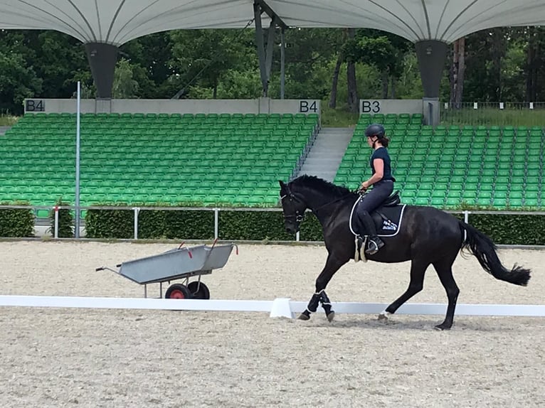 Sächsisches Warmblut Stute 9 Jahre 168 cm Rappe in GlaubitzNünchritz