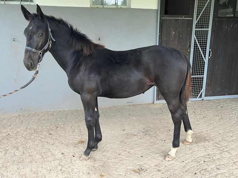 Sächsisches Warmblut Stute Fohlen (03/2024) Rappe in Weißenberg