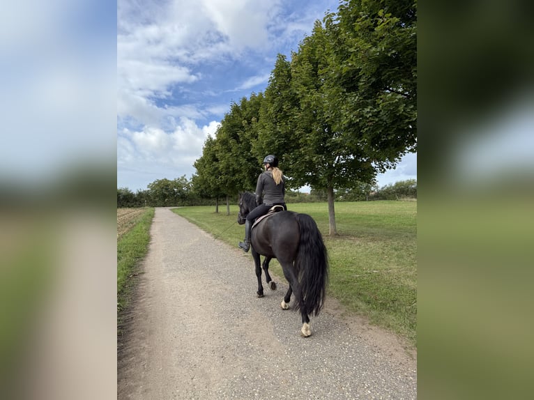 Sächsisches Warmblut Wallach 10 Jahre Rappe in Ladenburg