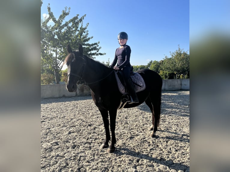 Sächsisches Warmblut Mix Wallach 12 Jahre 155 cm Dunkelbrauner in Glash&#xFC;tte/ Oberfrauendorf