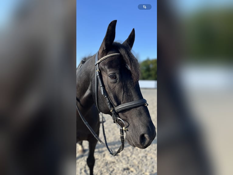 Sächsisches Warmblut Mix Wallach 12 Jahre 155 cm Dunkelbrauner in Glash&#xFC;tte/ Oberfrauendorf
