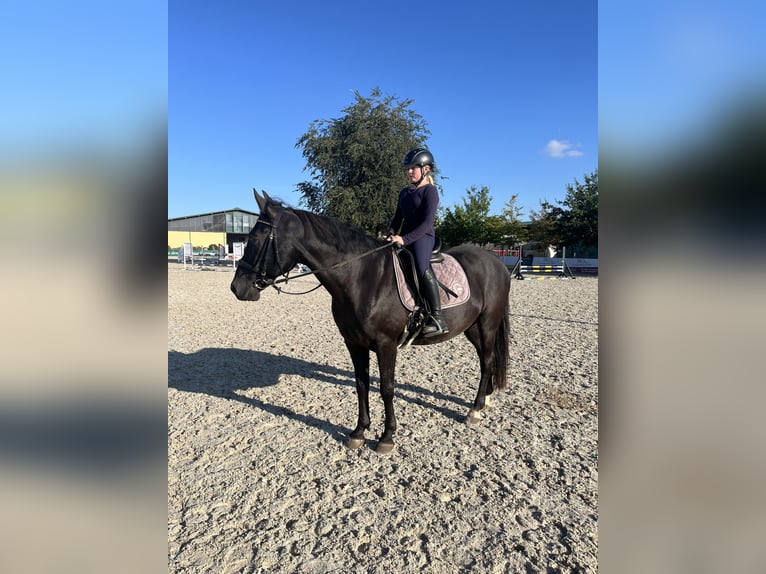 Sächsisches Warmblut Mix Wallach 12 Jahre 155 cm Dunkelbrauner in Glash&#xFC;tte/ Oberfrauendorf