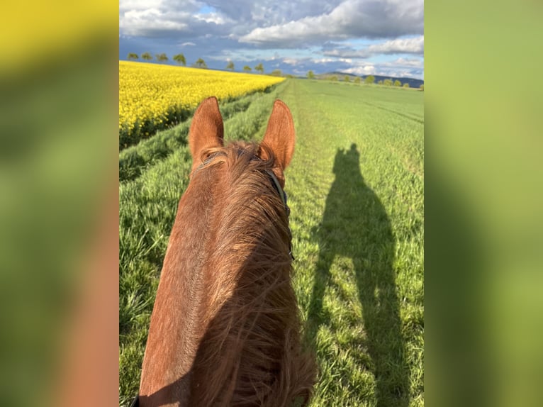 Sächsisches Warmblut Wallach 19 Jahre 176 cm Fuchs in Itzgrund