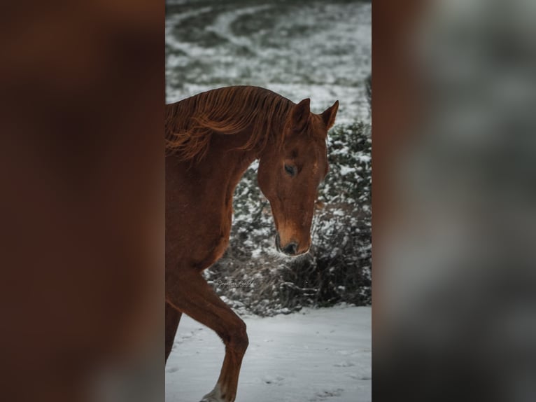 Sächsisches Warmblut Wallach 20 Jahre 176 cm Fuchs in Itzgrund