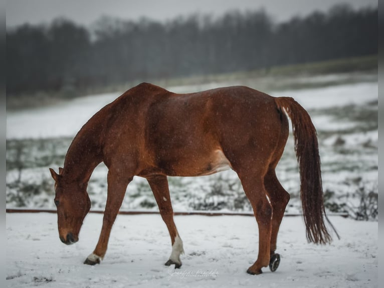 Sächsisches Warmblut Wallach 20 Jahre 176 cm Fuchs in Itzgrund