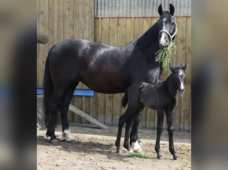 Sächsisches Warmblut Wallach 2 Jahre 165 cm Rappe in AugustusburgLeubsdorf