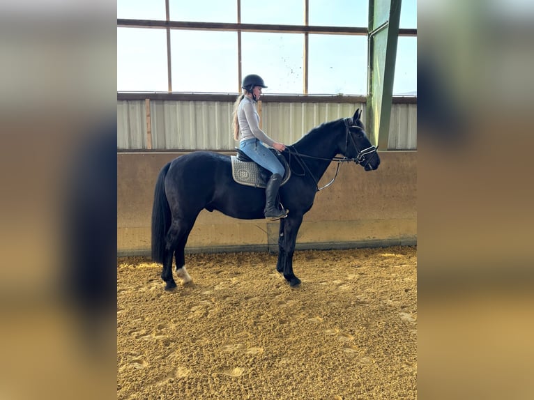 Sächsisches Warmblut Wallach 4 Jahre 165 cm Rappe in Bromskirchen