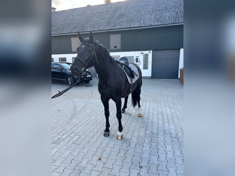 Sächsisches Warmblut Wallach 4 Jahre 165 cm Rappe in Bromskirchen