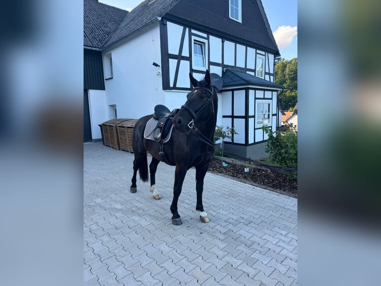 Sächsisches Warmblut Wallach 4 Jahre 165 cm Rappe in Bromskirchen