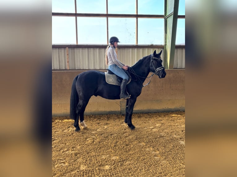 Sächsisches Warmblut Wallach 4 Jahre 165 cm Rappe in Bromskirchen