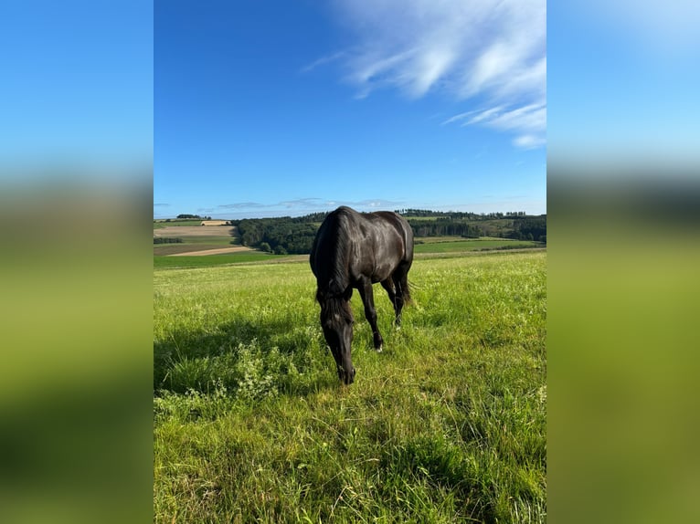 Sächsisches Warmblut Wallach 4 Jahre 165 cm Rappe in Bromskirchen