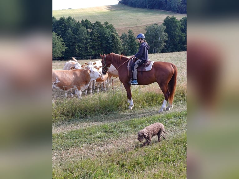Sächsisches Warmblut Wallach 4 Jahre 173 cm Fuchs in Marienberg