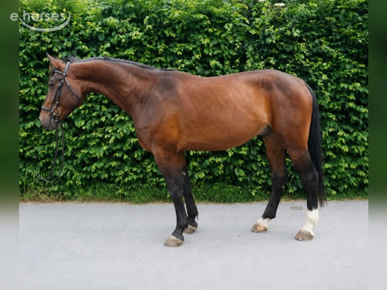 Sächsisches Warmblut Wallach 4 Jahre 174 cm Brauner in RadeburgRadeburg