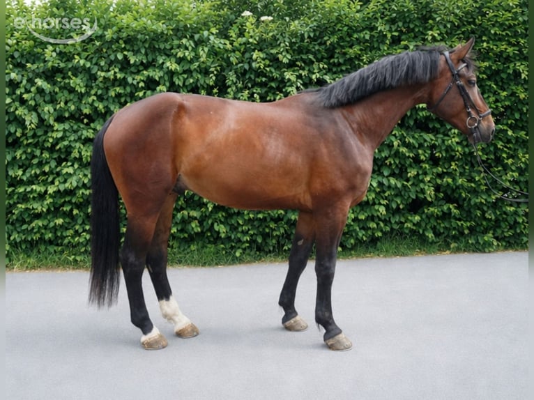 Sächsisches Warmblut Wallach 4 Jahre 174 cm Brauner in RadeburgRadeburg