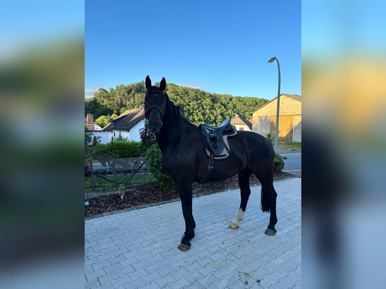Sächsisches Warmblut Wallach 4 Jahre 175 cm Rappe in Bromskirchen