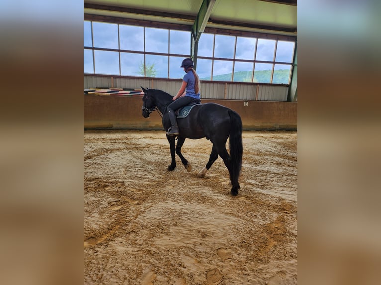 Sächsisches Warmblut Wallach 4 Jahre 175 cm Rappe in Bromskirchen