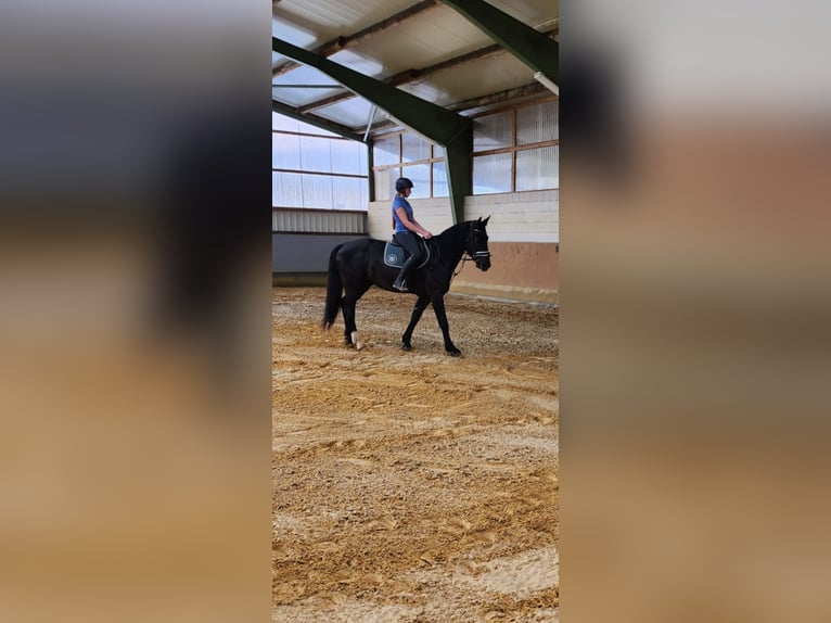 Sächsisches Warmblut Wallach 4 Jahre 175 cm Rappe in Bromskirchen