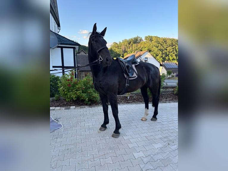 Sächsisches Warmblut Wallach 4 Jahre 175 cm Rappe in Bromskirchen