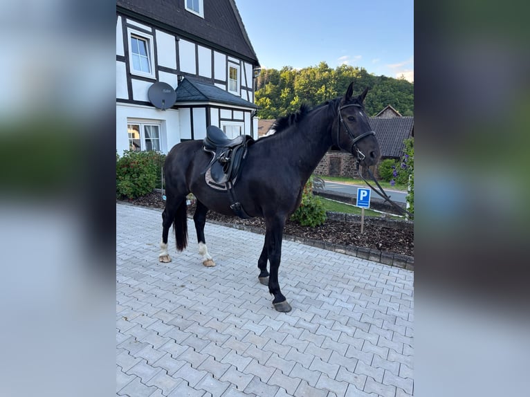 Sächsisches Warmblut Wallach 5 Jahre 167 cm Rappe in Bromskirchen